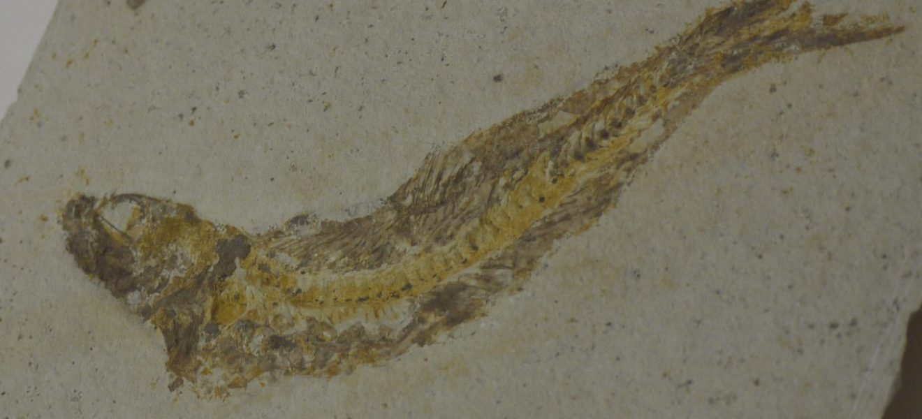 Fossil, KMJ