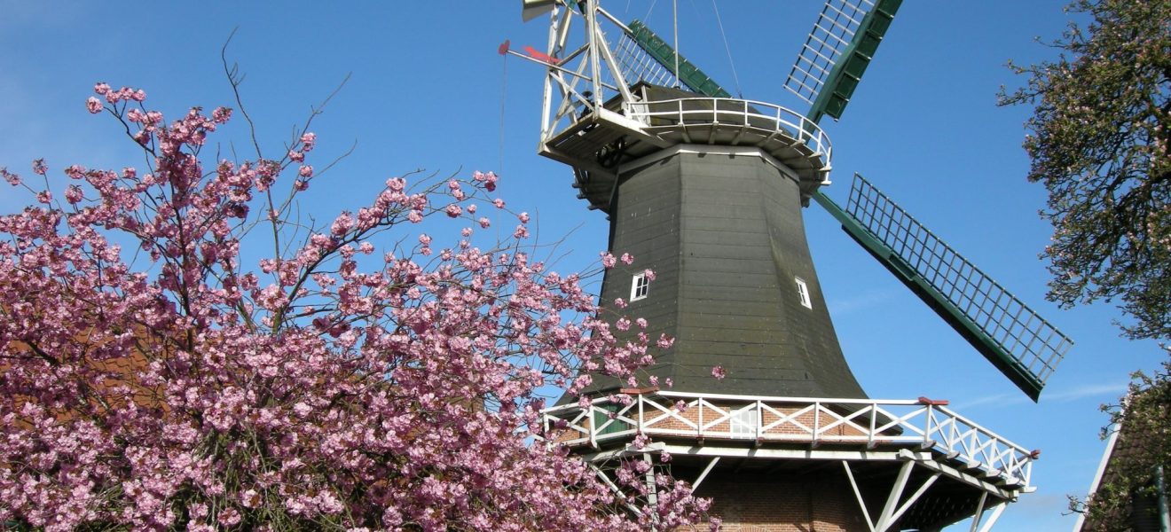 Mühle im Mai