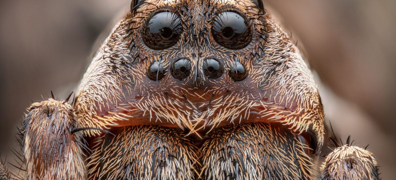 K6 04 dzula florian web